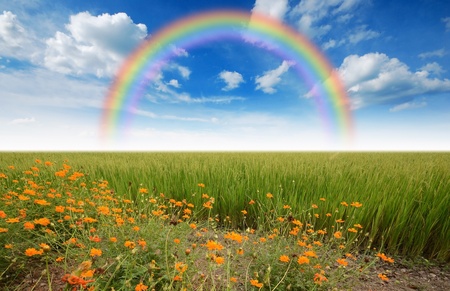 green grass blue sky flower rainbowの写真素材