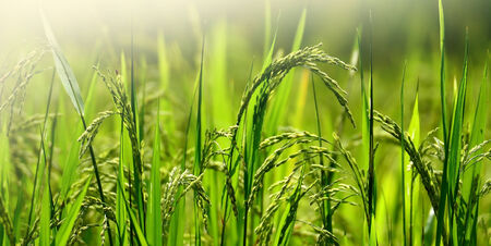 green grass blue sky cloud cloudy landscape backgroundの写真素材