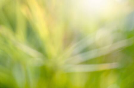 Green leaf blur background for text and background designの写真素材