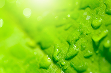 Green leaf with drop on leaf in rainy seasonの写真素材