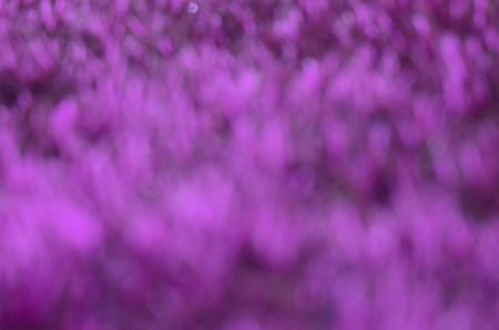 Grass bokeh blur background light for designの写真素材