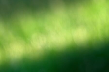 Grass bokeh blur background light for design