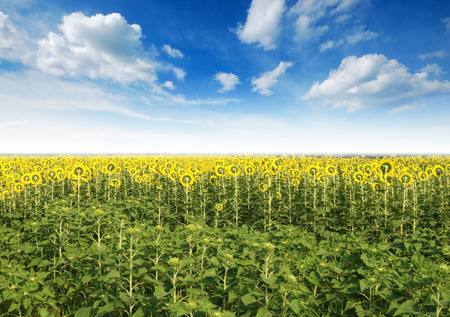 Sunflower in the sunlight time and blue skyの写真素材