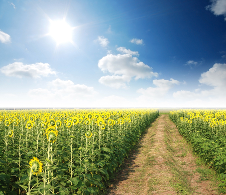 Sunflower in the sunlight time and blue skyの写真素材