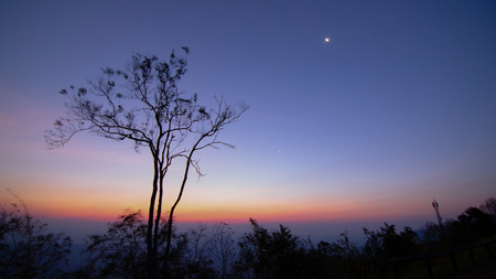 lonely tree with twilight sky sunset and sunrise timeの写真素材