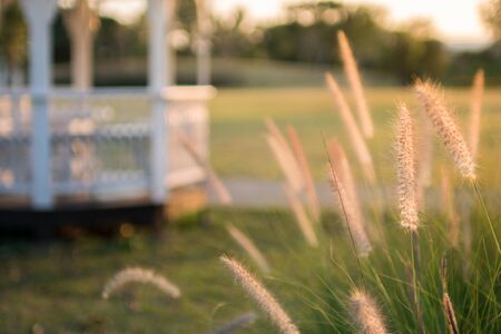 golden grass field at sunset nature backgroundの写真素材
