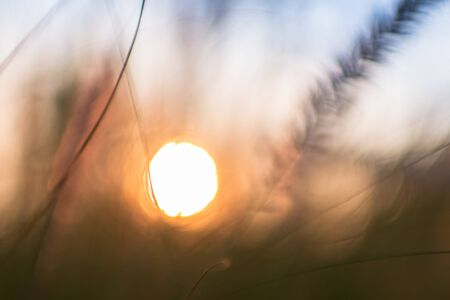 golden grass field at sunset Blurred nature backgroundの写真素材