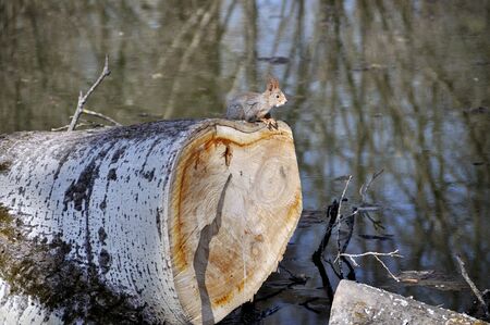 squirrel sits over water on cut-down treeの写真素材