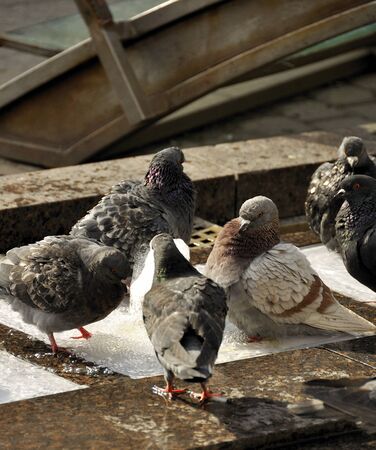Playng pigeons in waterの写真素材
