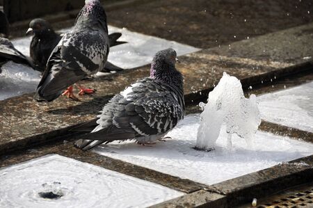 Playng pigeons in waterの写真素材