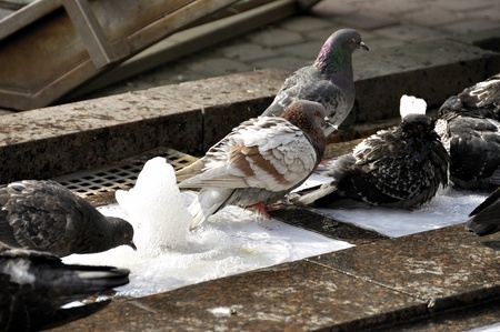 Playng pigeons in waterの写真素材