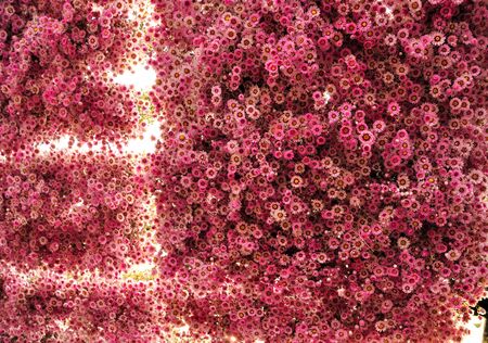 Red flowers shining from within