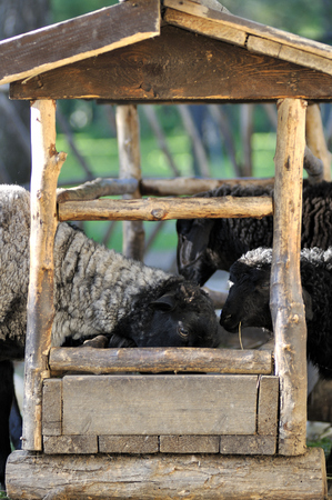 Feeding sheepsの写真素材