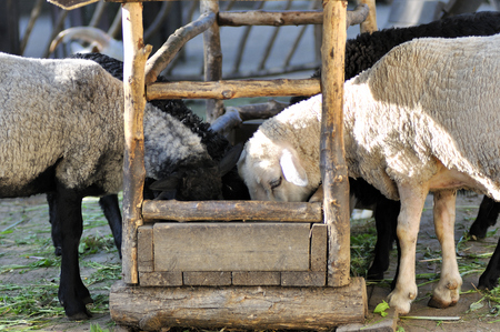 Feeding sheepsの写真素材