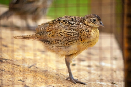 Guineas in the cell on the farmの写真素材