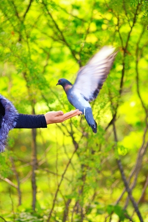 Pigeon eat food from a woman hand in autumn parkの写真素材