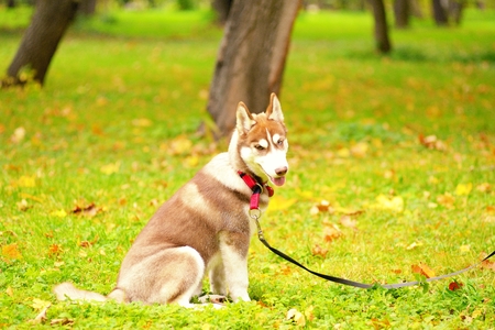 The dog of breed huskies sits on a grass in park on a leadの写真素材