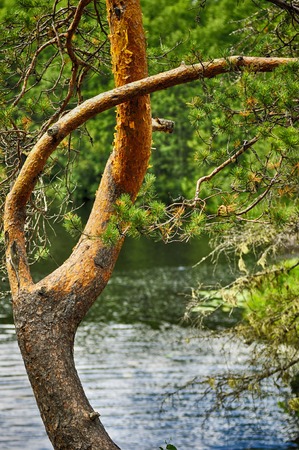 Beautifully bent pine trunk in summertime on water backgroundの写真素材