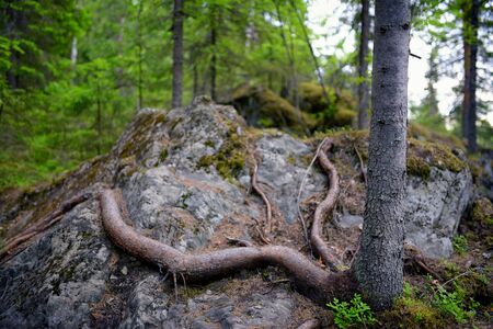 Roots of tree in midland forestの写真素材