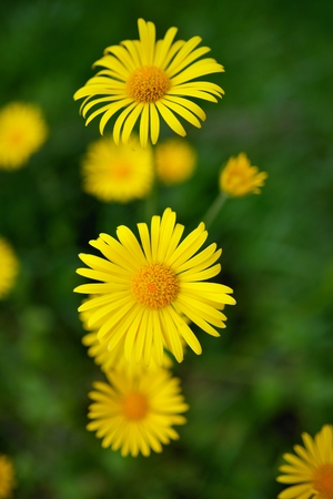 Spring background with beautiful yellow flowersの写真素材