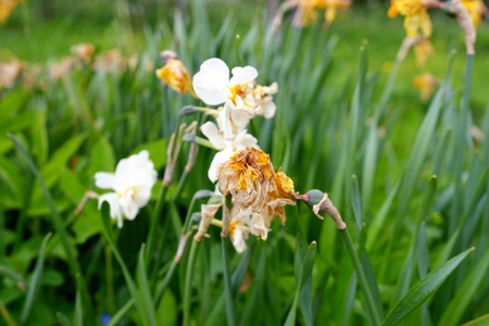 Sapless white flowersの写真素材