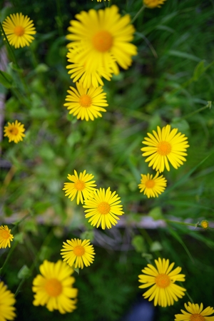 Spring background with beautiful yellow flowersの写真素材