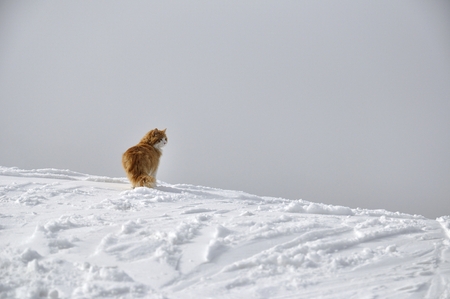 Red fluffy cat at top of the snow-covered mountainの写真素材