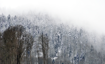 Snowcovered trees at top of mountain are shrouded in mystical fogの写真素材