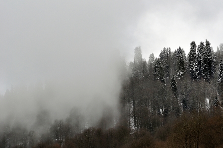 Snowcovered trees at top of mountain are shrouded in mystical fogの写真素材