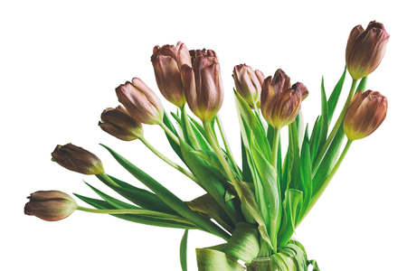 Vintage style faded bunch tulips flowers isolatedの写真素材
