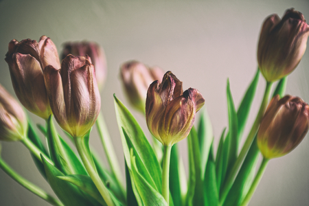 Vintage style faded bunch tulips flowersの写真素材