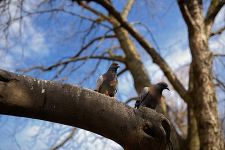Two pigeons on branchの写真素材