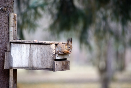 The red squirrel gnaws nuts in a feeding troughの写真素材