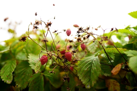 Wild strawberry plants