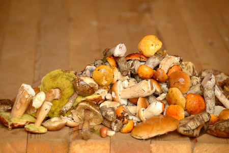 Heap of forest mushroomsの写真素材