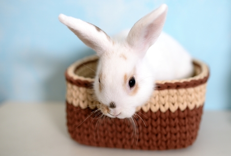 Easter rabbit in knitted basketの写真素材