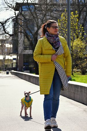 American Hairless Terrier and womanの写真素材