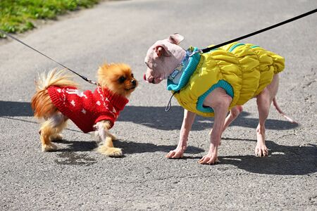 American Hairless Terrier and Pomeranian play on street