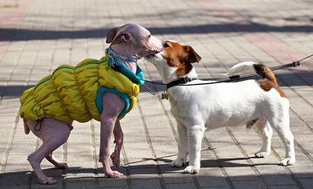 American Hairless Terrier and Jack Russell Terrier play on streetの写真素材