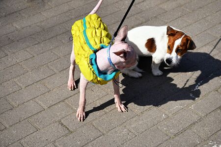 American Hairless Terrier and Jack Russell Terrier play on streetの写真素材