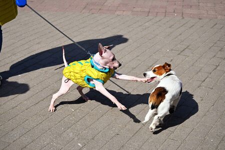 American Hairless Terrier and Jack Russell Terrier play on streetの写真素材