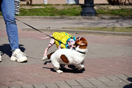 American Hairless Terrier and Jack Russell Terrier play on streetの写真素材