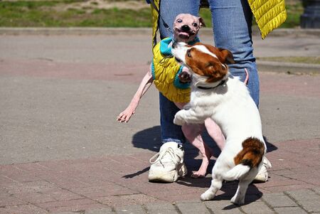 American Hairless Terrier and Jack Russell Terrier play on streetの写真素材
