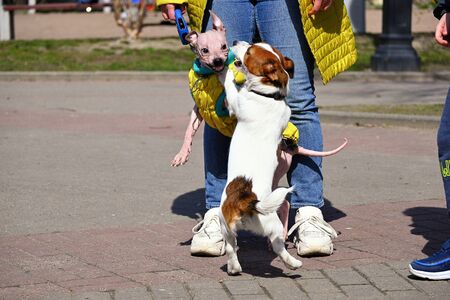 American Hairless Terrier and Jack Russell Terrier play on streetの写真素材