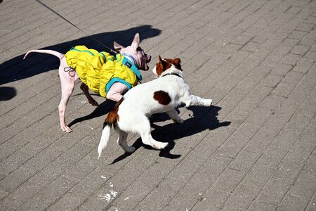 American Hairless Terrier and Jack Russell Terrier play on streetの写真素材