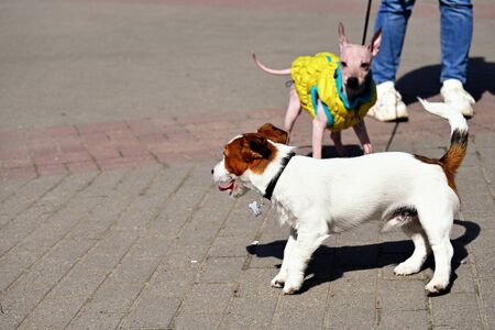 American Hairless Terrier and Jack Russell Terrier play on streetの写真素材