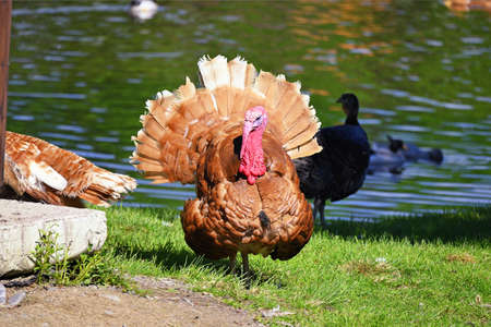 Male turkey at the zooの写真素材