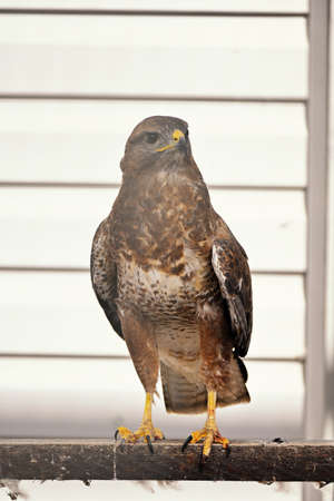 Falcon at the zoo in a cage