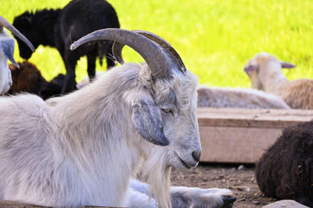 Portrait of a white goat at the zoo