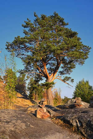 Pine tree Mount Paaso. Karelia. Tree on hillの写真素材